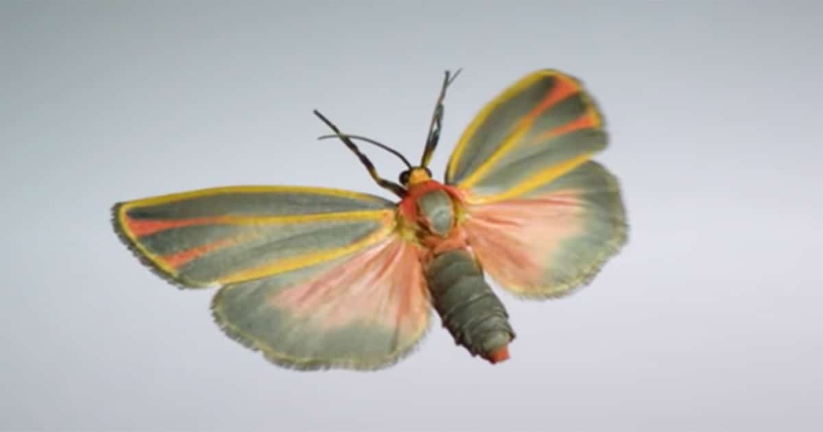 Scientist Films Rare Flying Insects in Extreme Slow Motion
