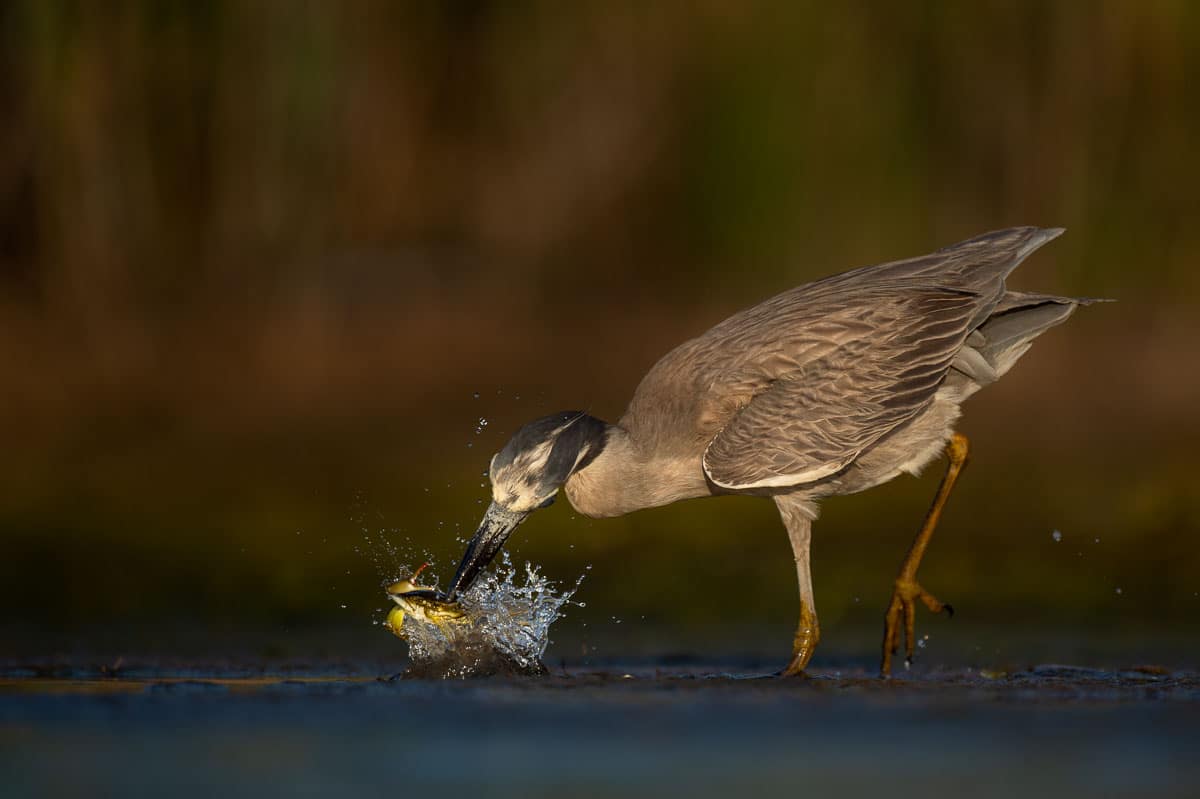 Yellow-crowned Night Heron with Crab