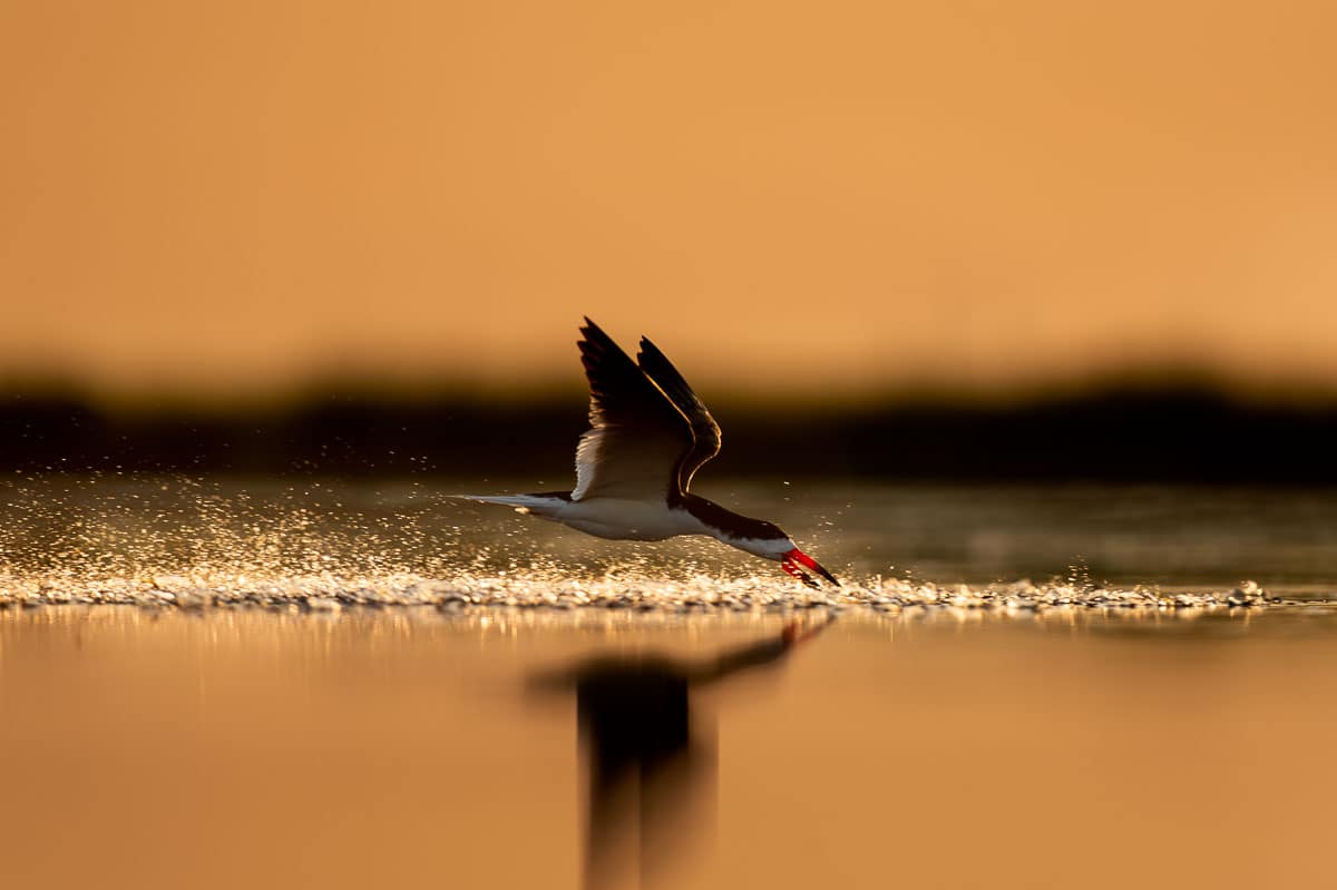 Black Skimmer Chasing Minnows