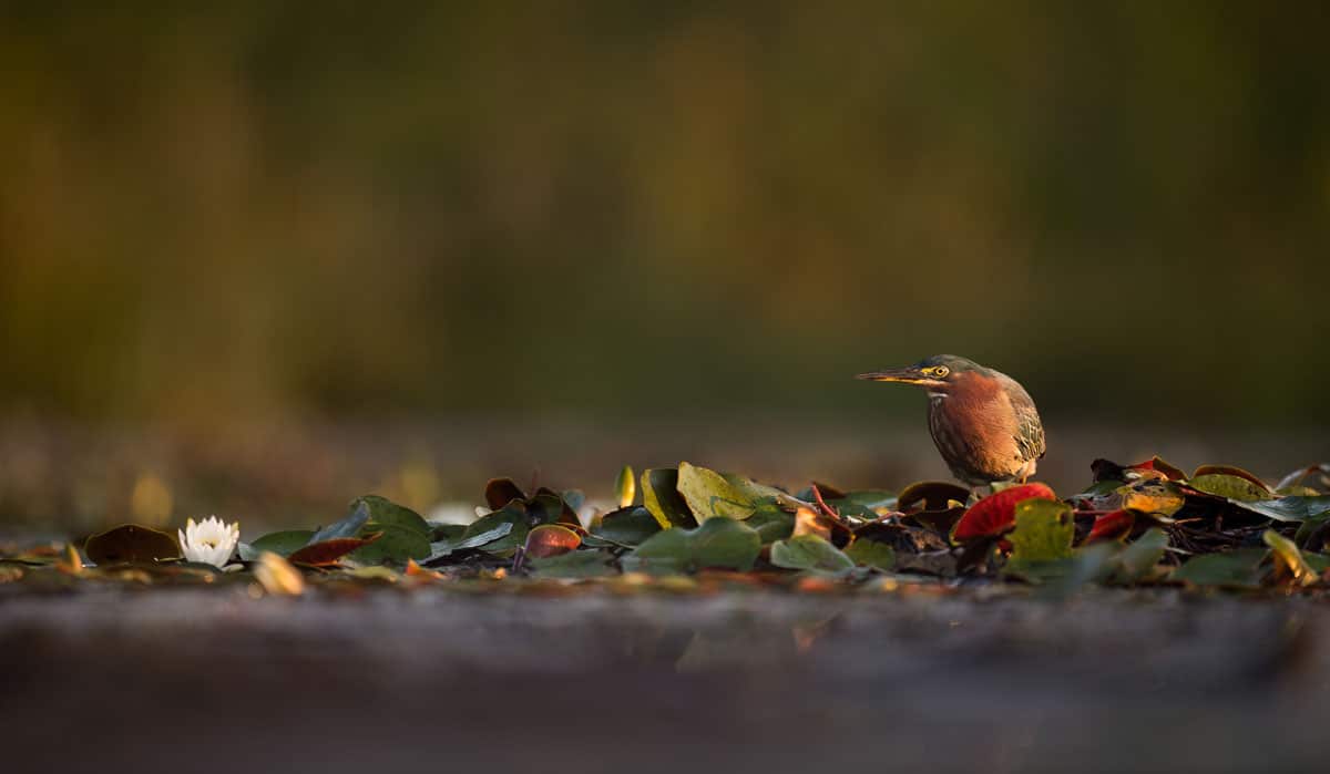 Green Heron