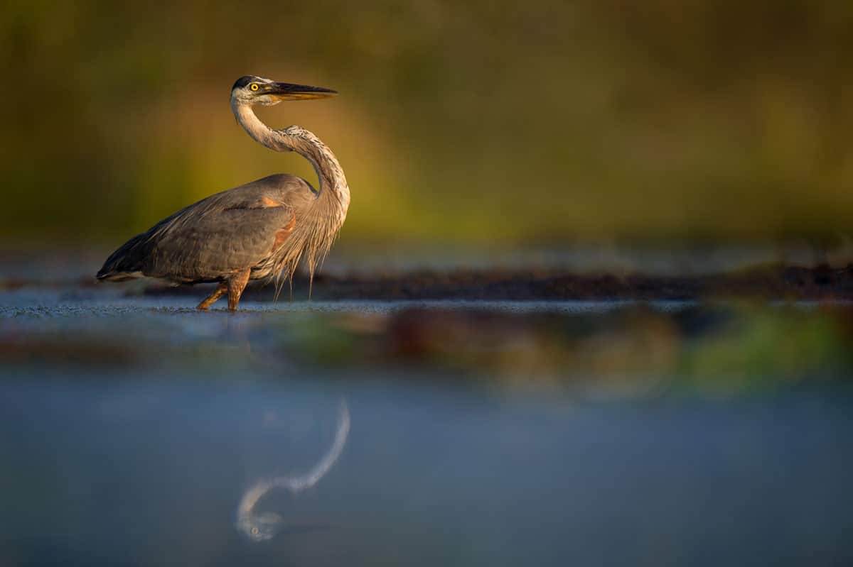 Great Blue Heron