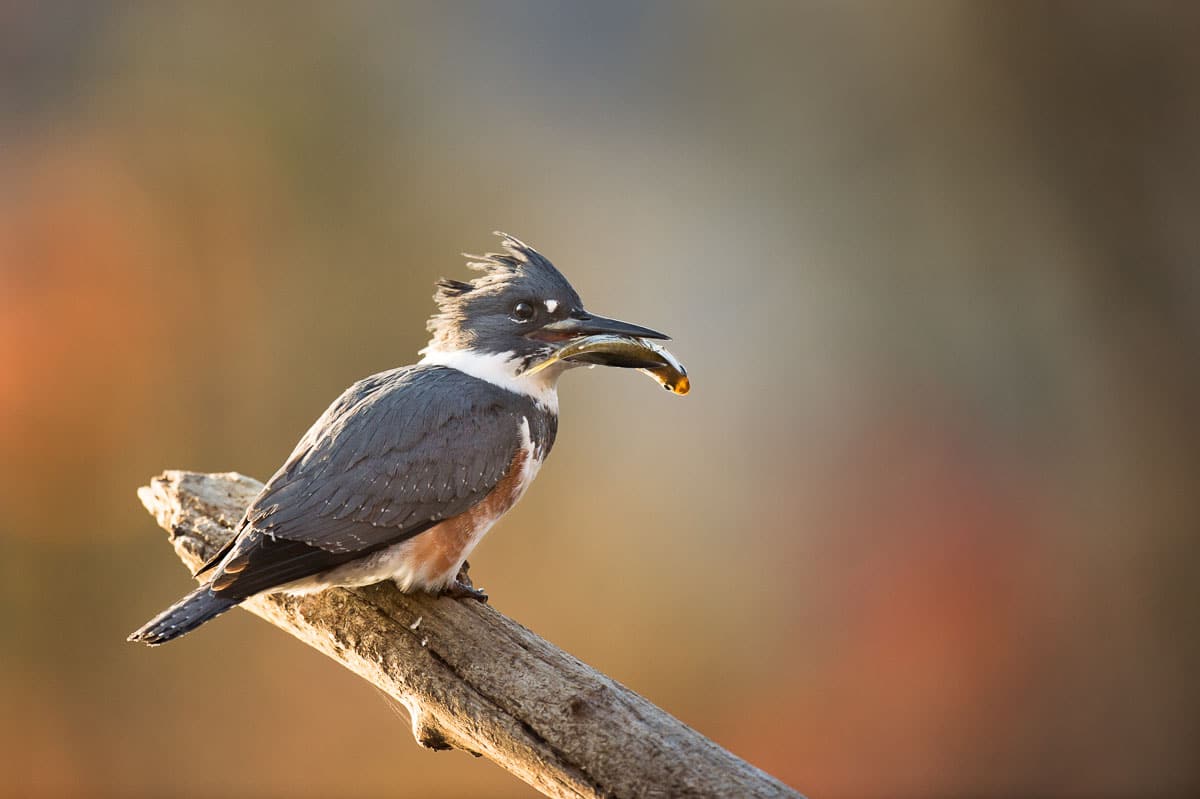 Kingfisher with a Fish in its Mouth