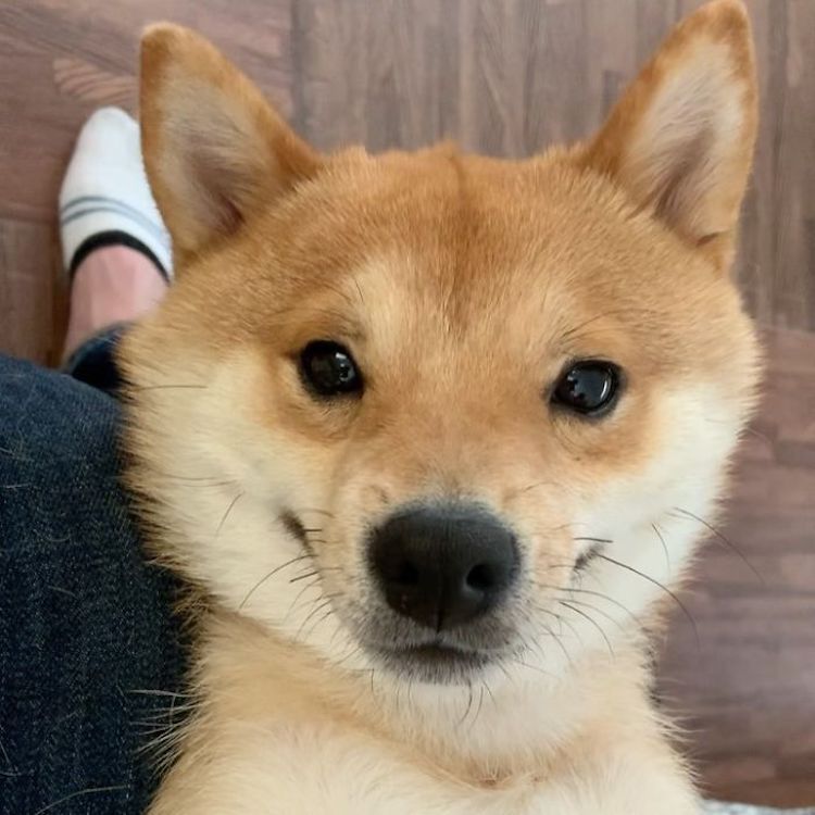 Uni, el perro japonés que siempre está sonriendo