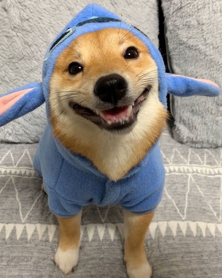 Uni, el perro japonés que siempre está sonriendo