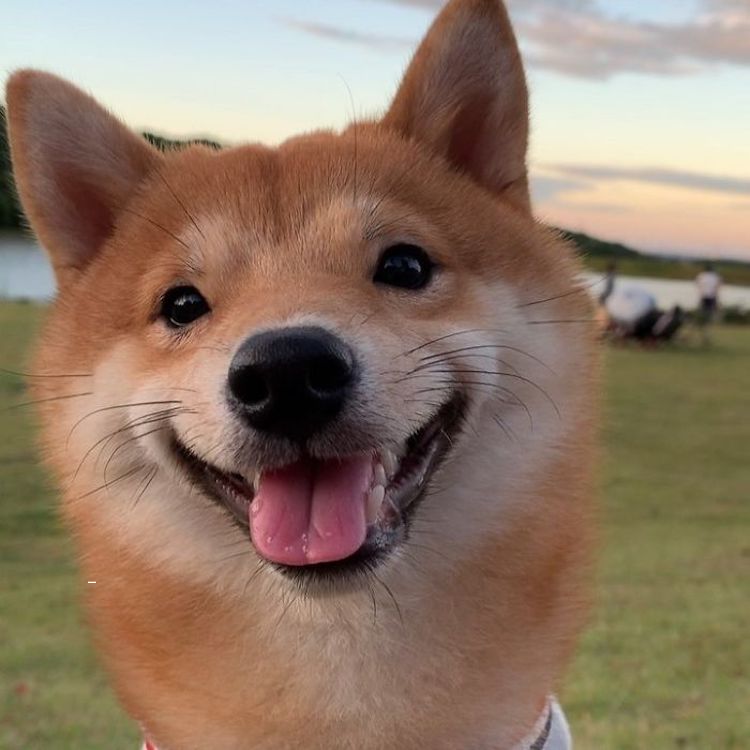 Shiba Inu sonriendo