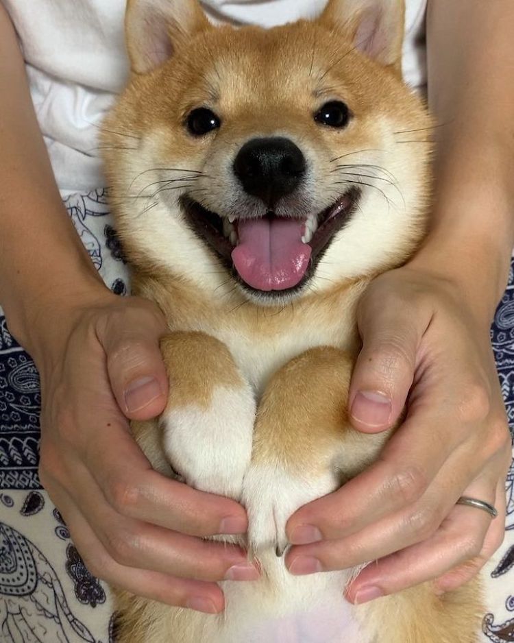 Smiling Shiba Inu