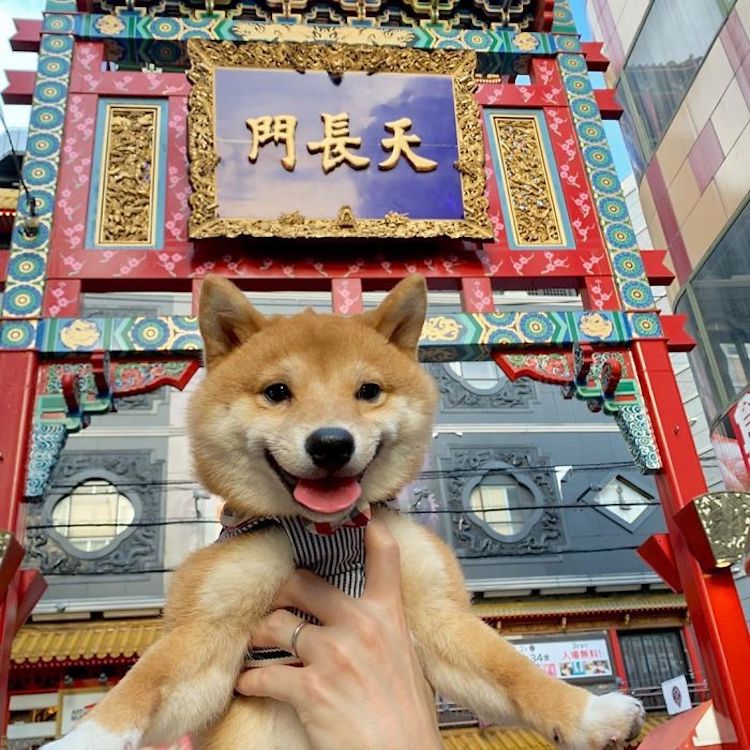 smiling dog japanese