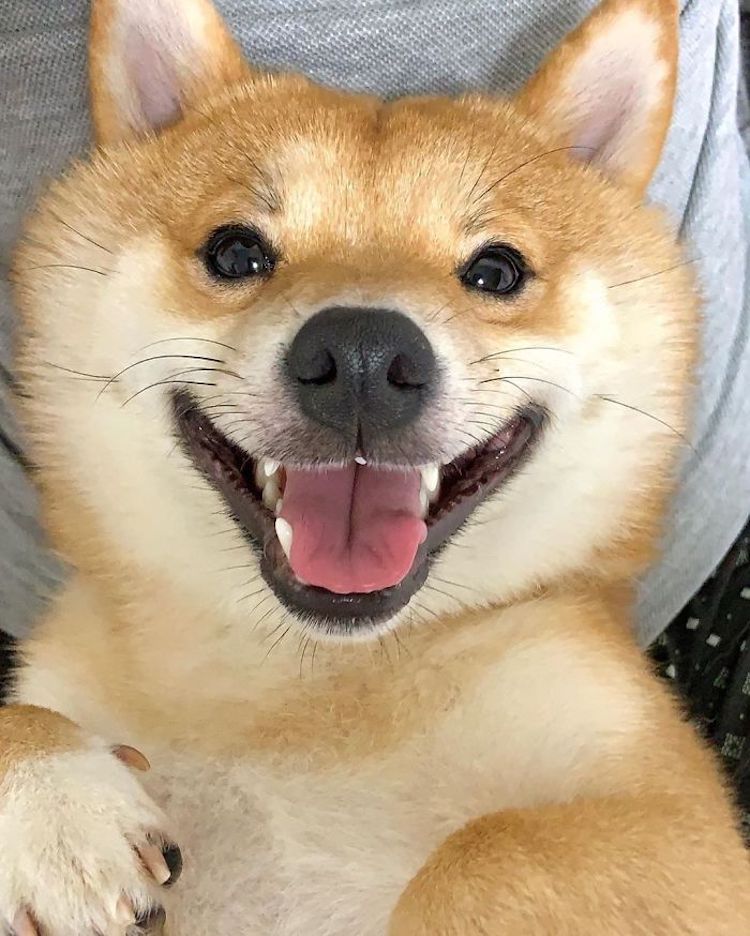 Smiling Shiba Inu