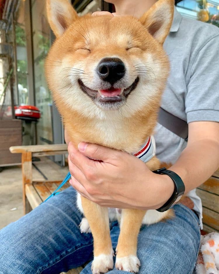 Smiling Shiba Inu