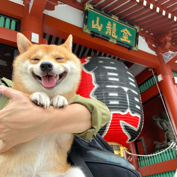 Shiba Inu sonriendo