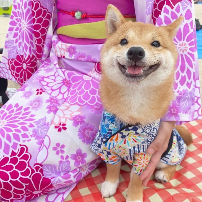 Uni, el perro japonés que siempre está sonriendo