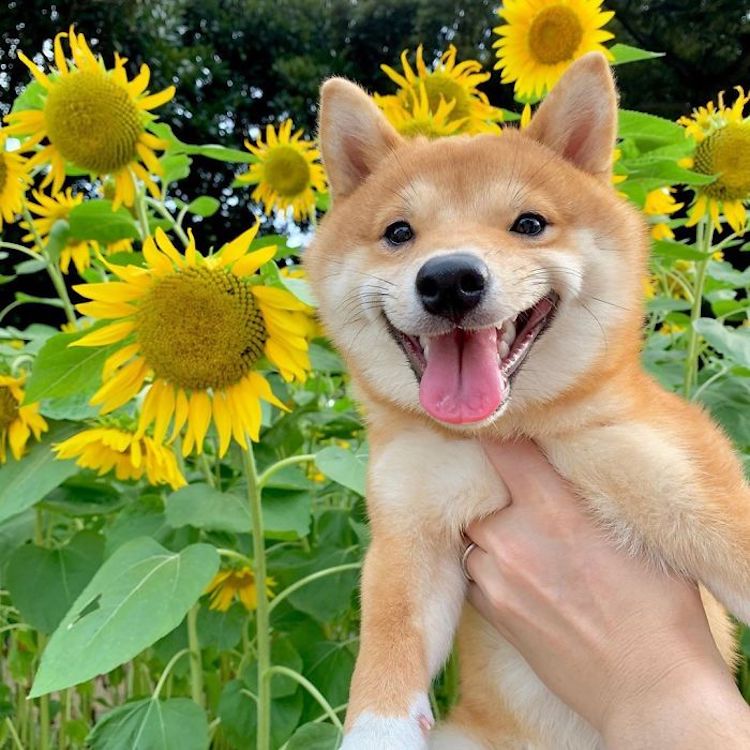 Uni, el perro japonés que siempre está sonriendo