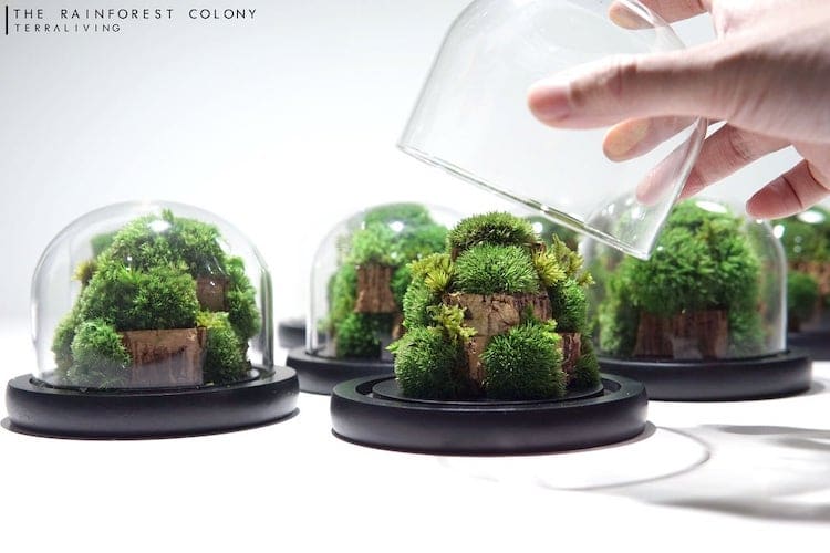 ByTheLeaf DIY Terrarium Kit with Live Plants and Moss