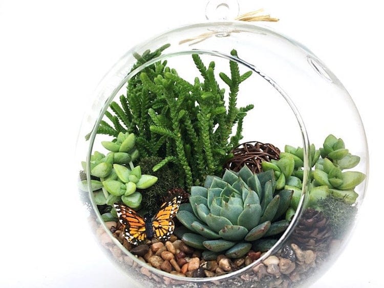 15 All-Inclusive Terrarium Kits to Help Naturally Brighten Your Home