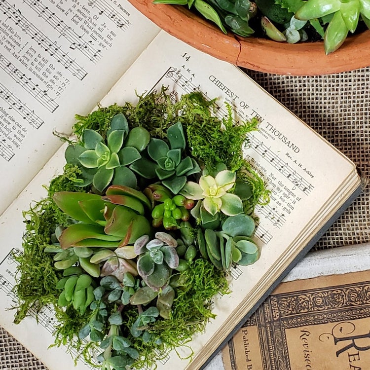 Do It Yourself Succulent Terrarium Kit