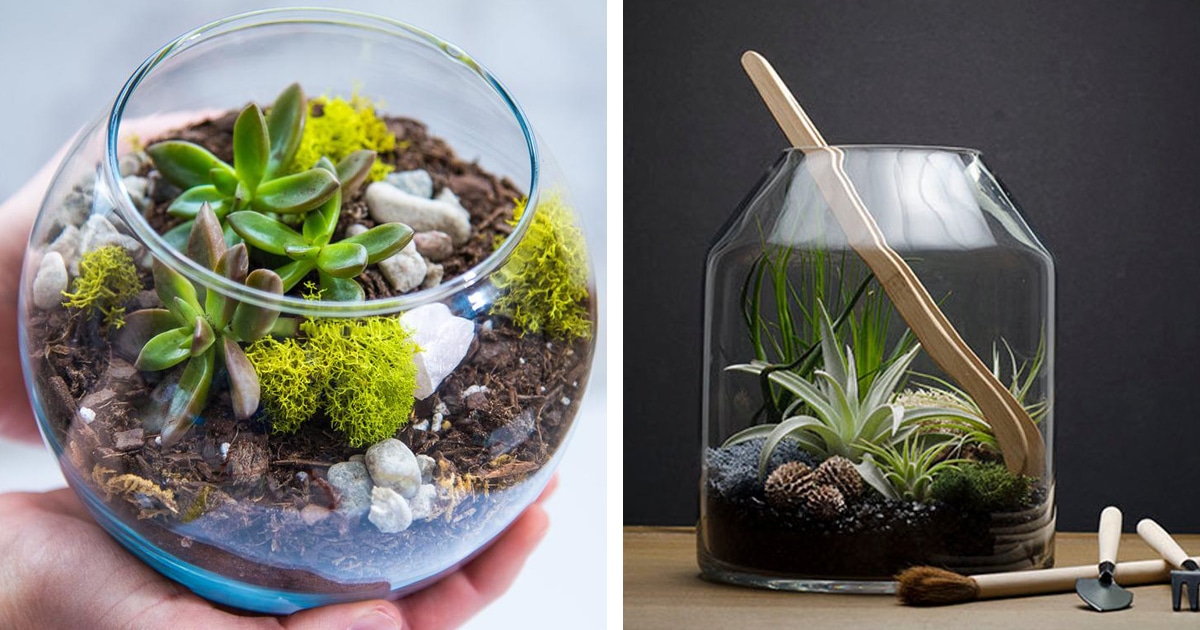 Do It Yourself Succulent Terrarium Kit