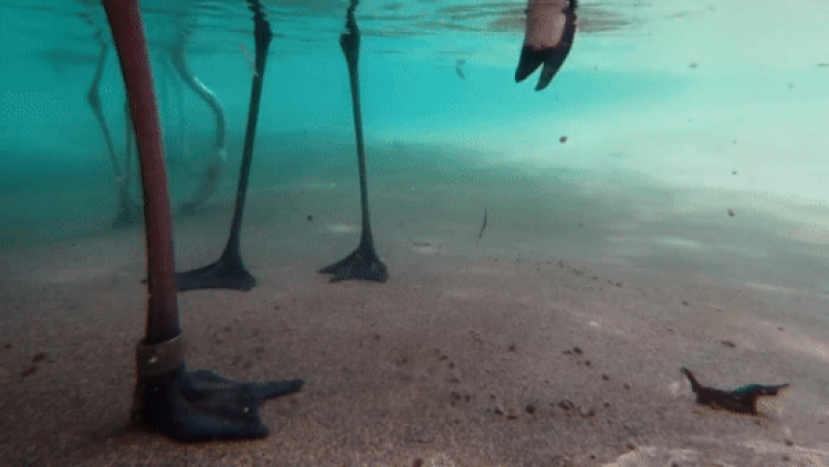 Underwater Flamingo Feeding San Diego Zoo