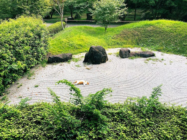 Chilled-Out Cat Takes a Nap in the Middle of a Japanese Zen Garden