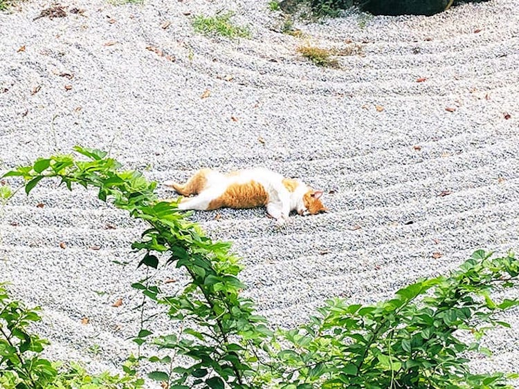 gato en jardin zen