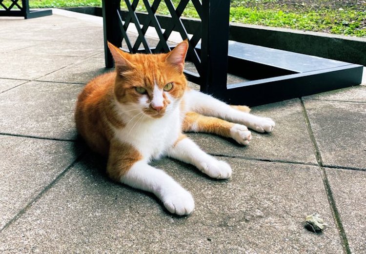 gato en jardin zen