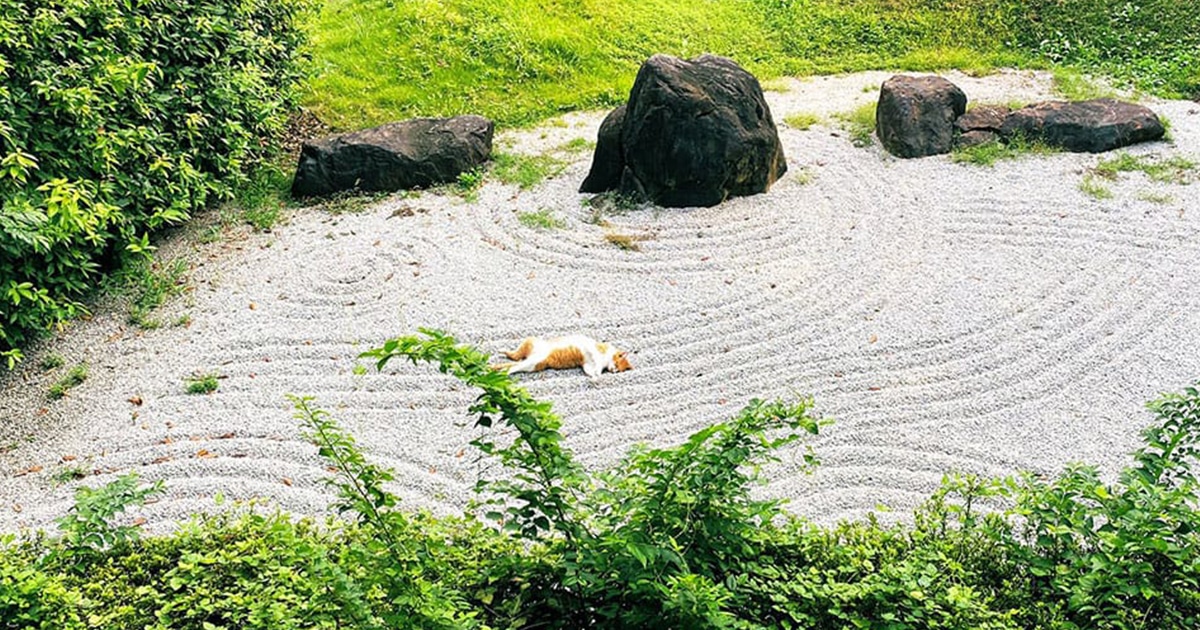 ChilledOut Cat Takes a Nap in the Middle of a Japanese Zen Garden
