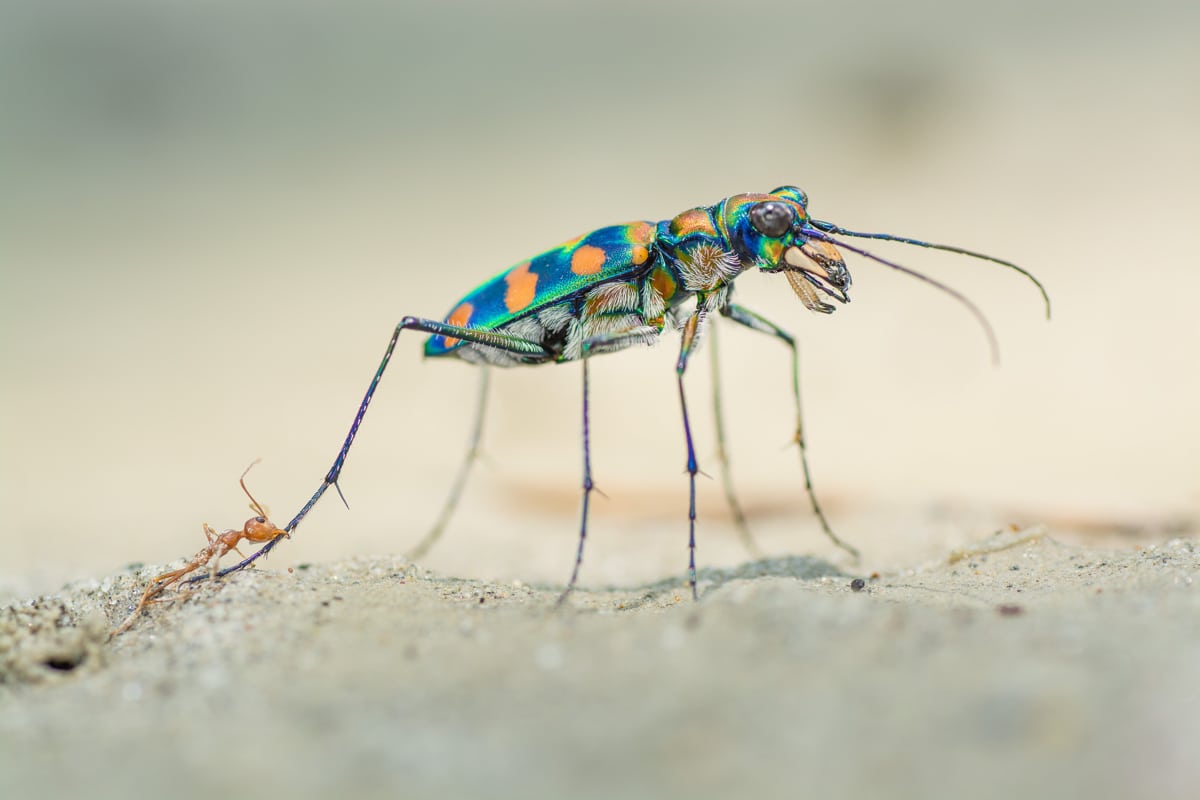 Fight Between a Beetle and an Ant