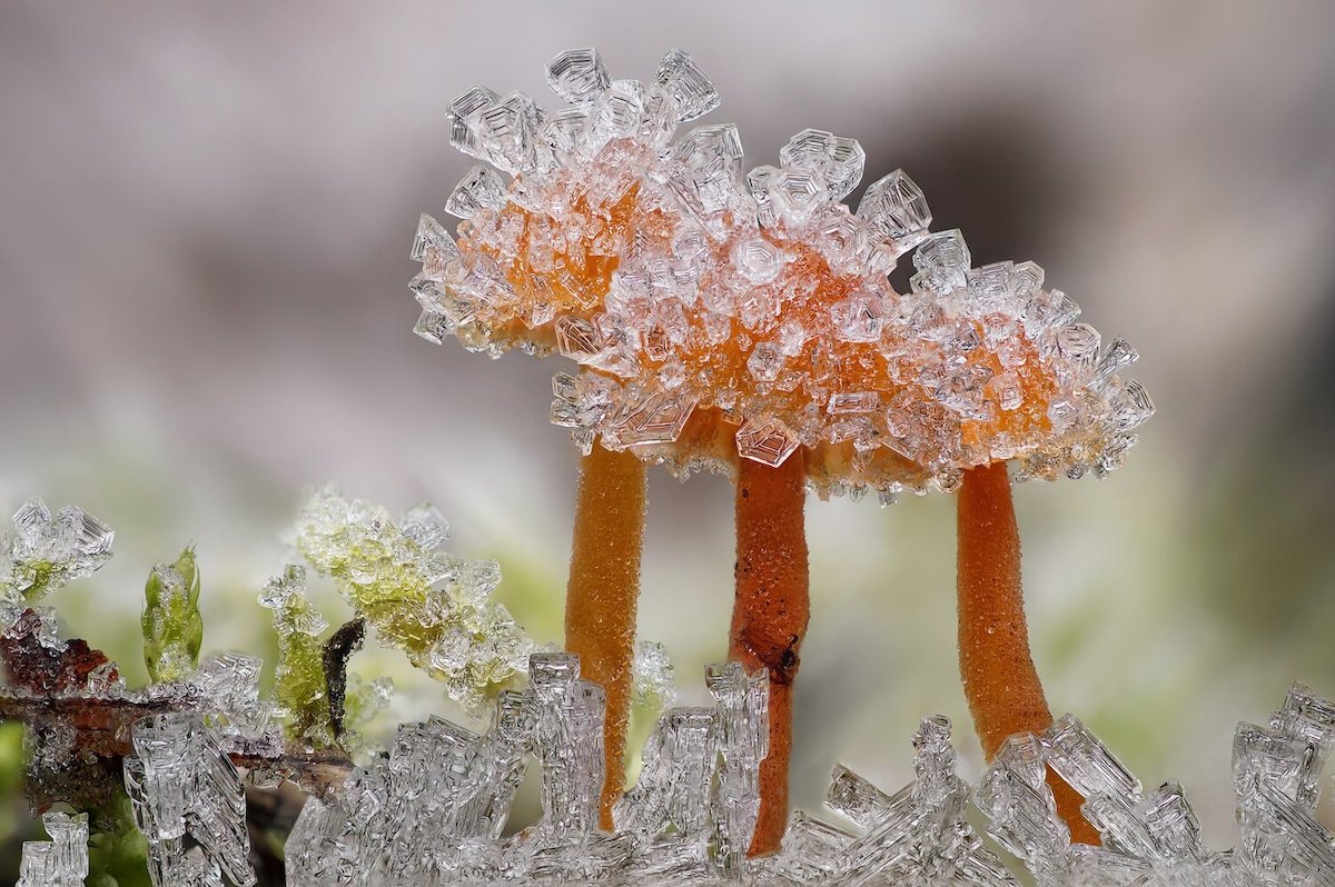 Mushrooms Covered in Ice Crystals