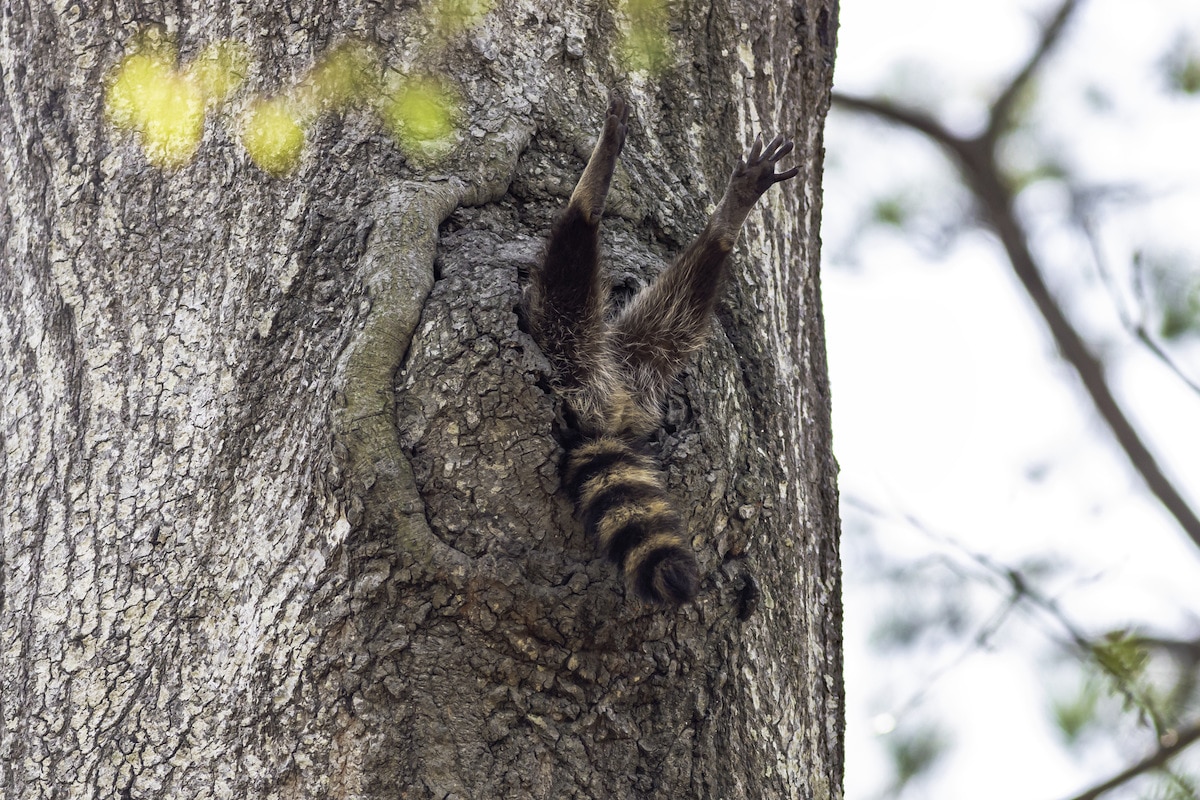 Funny Photo of a Raccoon Stuck in a Tree