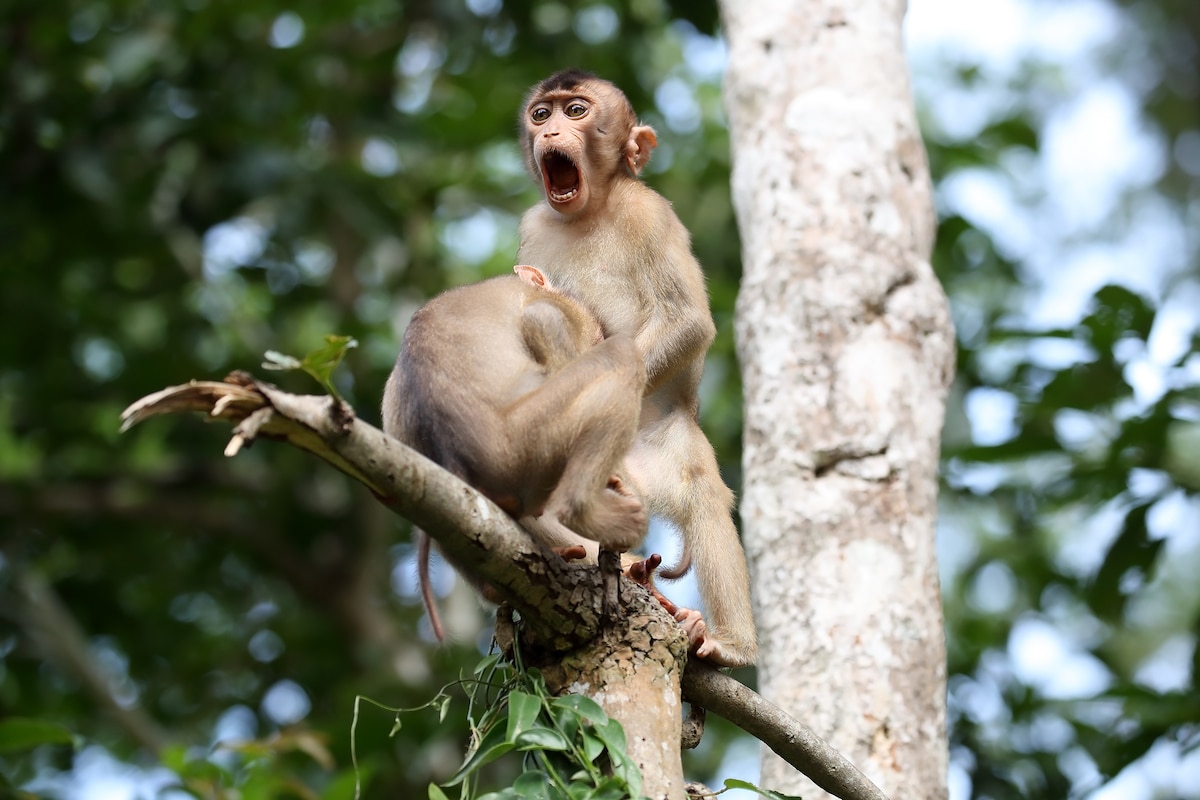 Pig-Tailed Macaques Being Risque in a Tree