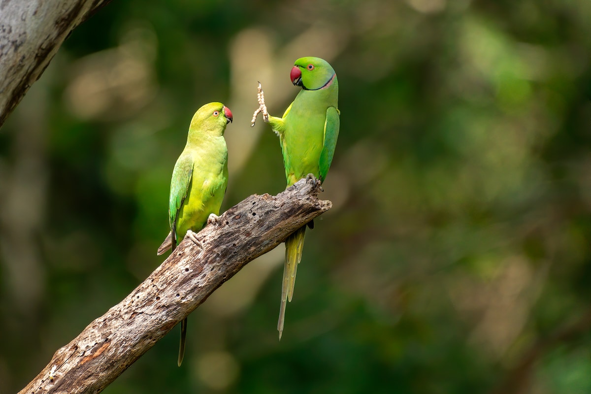 Rose-ringed parakeets in Sri Lanka