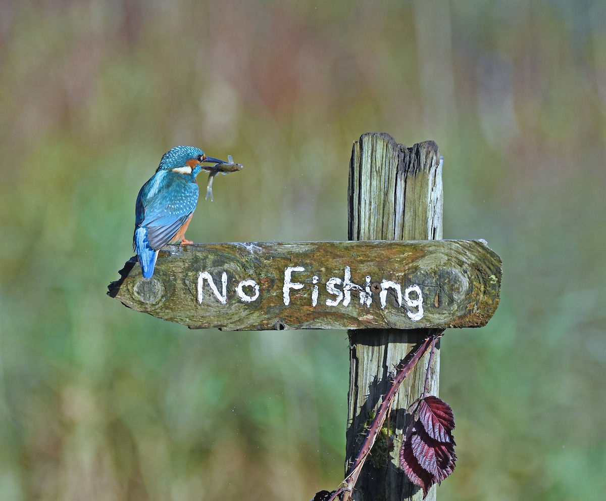 '낚시 금지' 표지판에 입에 물고기를 물고 있는 물총새