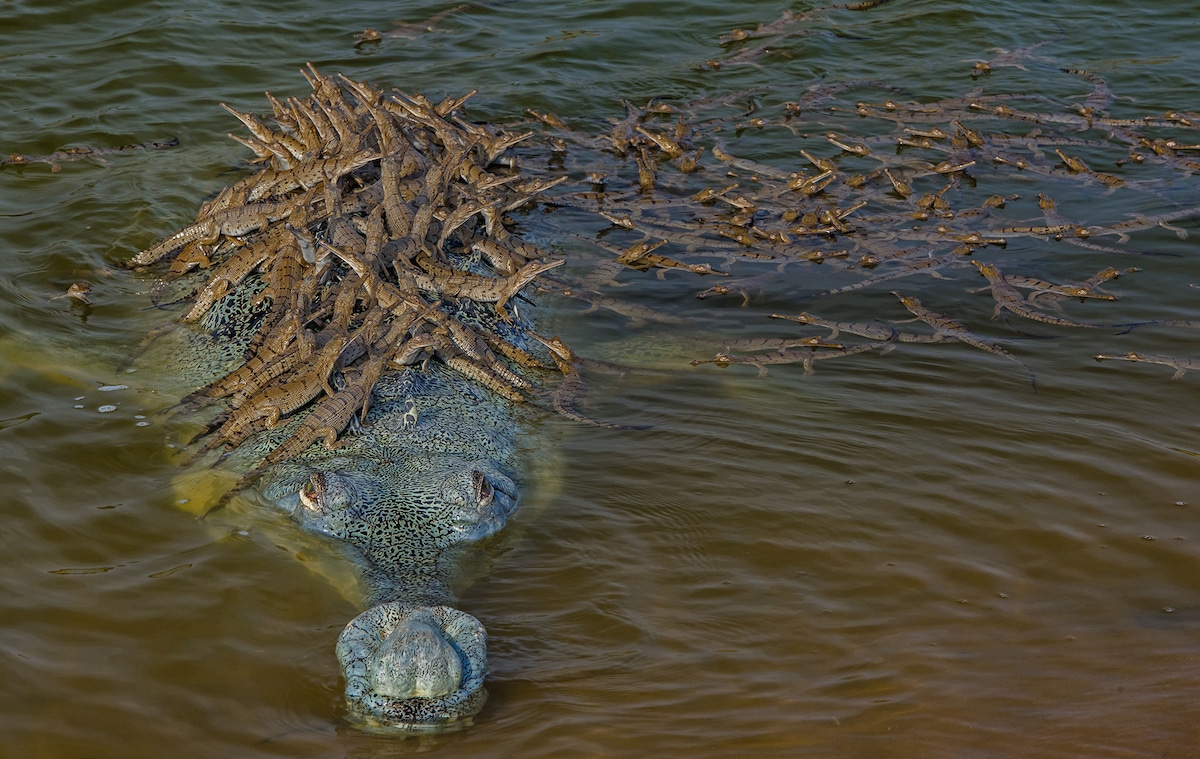 Este cocodrilo gavial transporta a 100 de sus hijos a cuestas