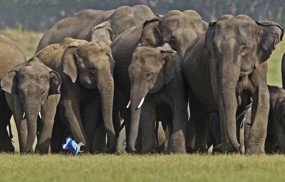 Pack d'éléphants