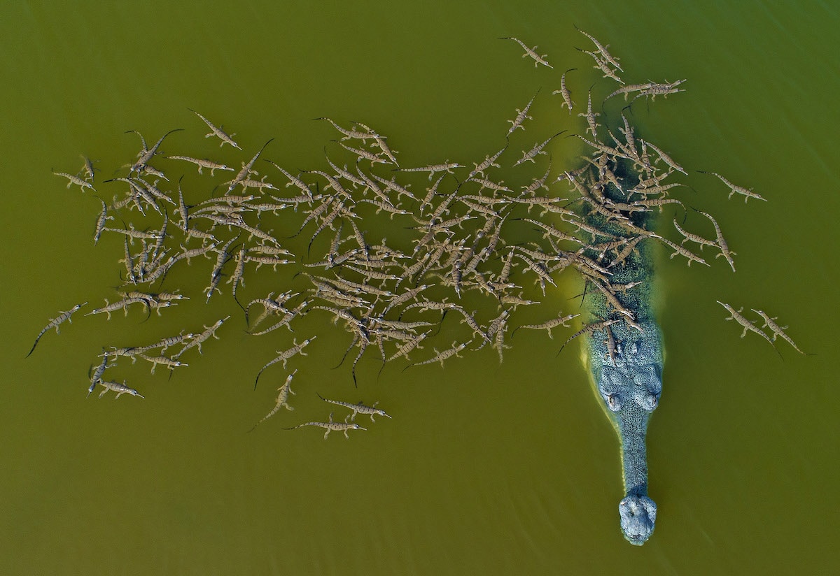 Crocodile avec ses bébés dans l'eau