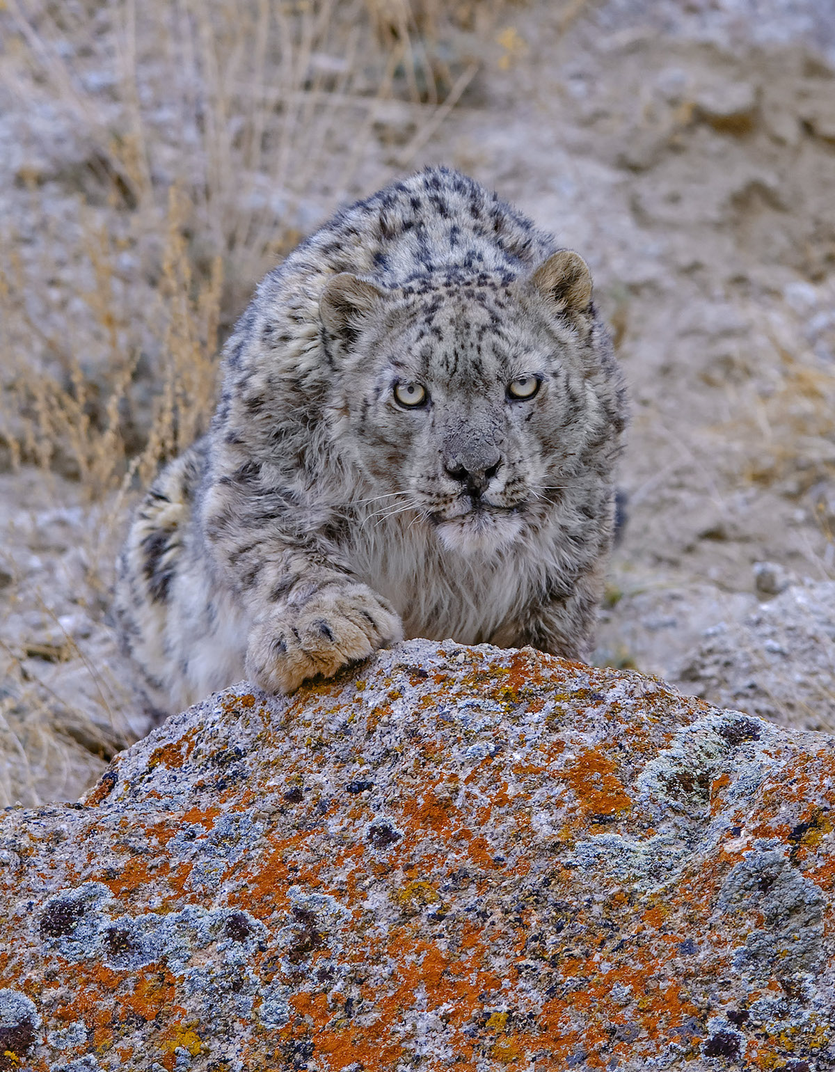 Photographie animalière par Dhritiman Mukherjee