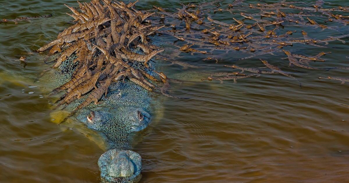 Este cocodrilo gavial transporta a 100 de sus hijos a cuestas