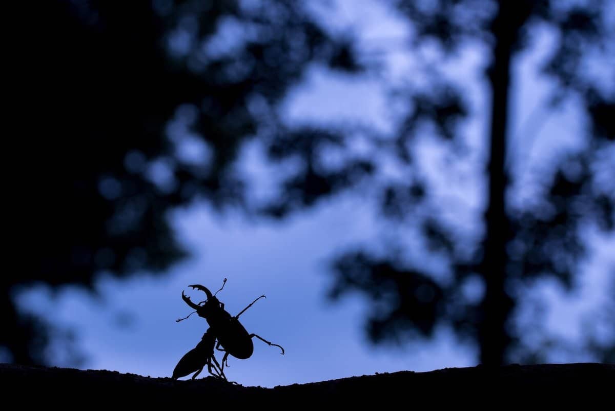 Male Stag Beetles Fighting