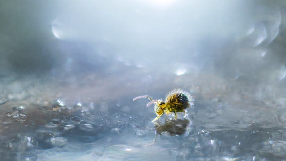 Yellow Globular Springtail