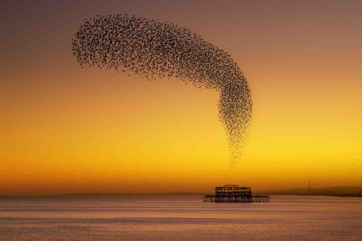 Starlings at Sunset