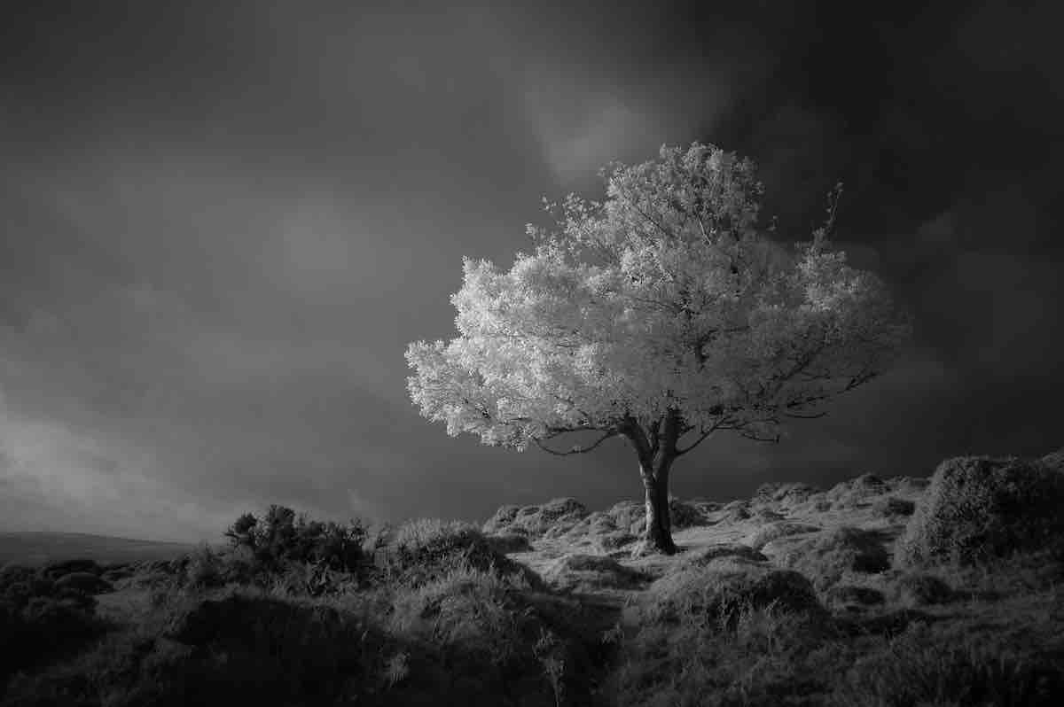 Black and White Image of a Lone Tree