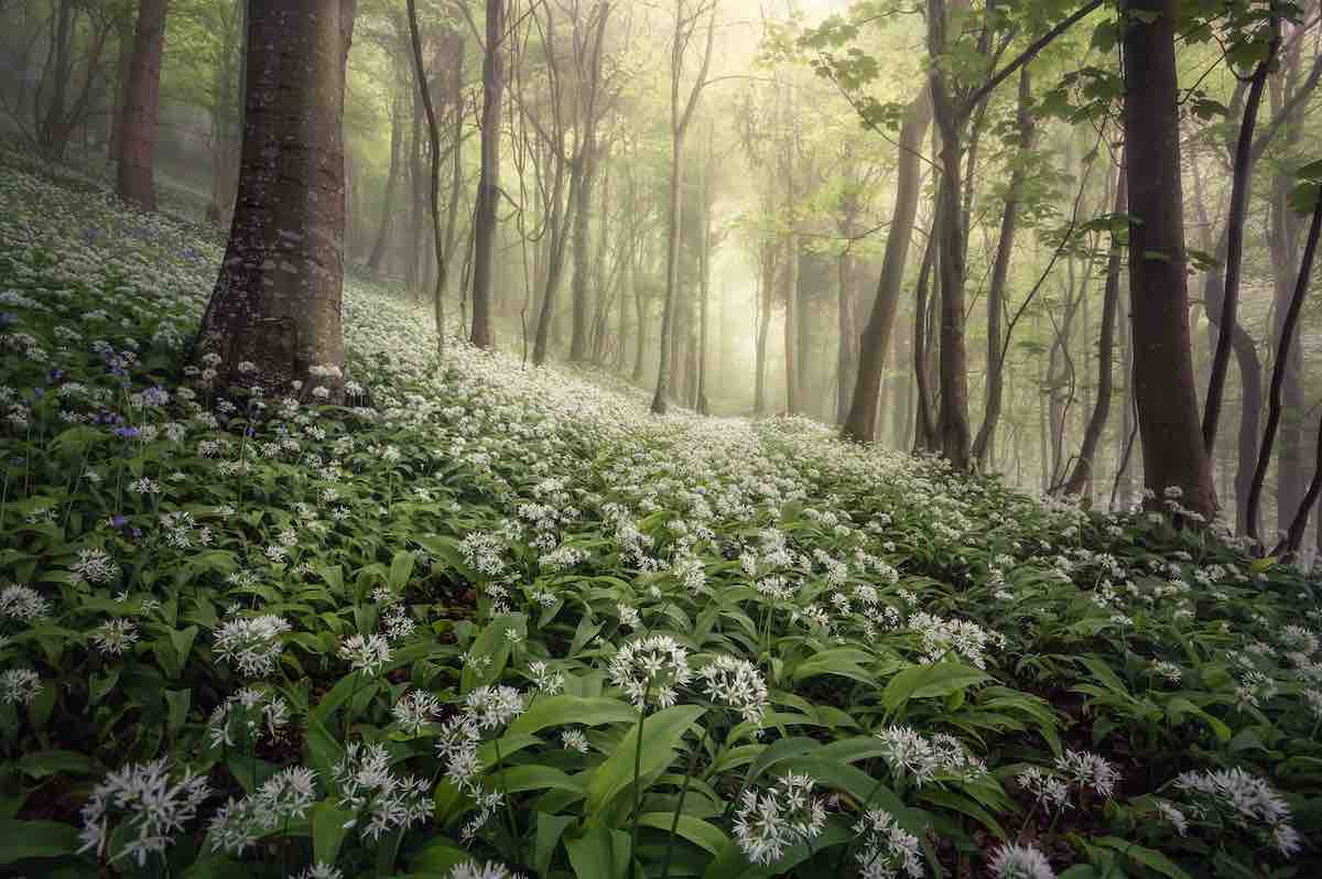 Wild garlic in Woolland Woods