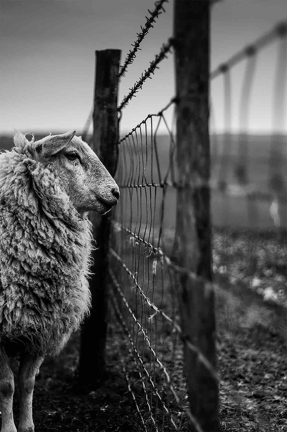 Sheep Looking Through a Fence 