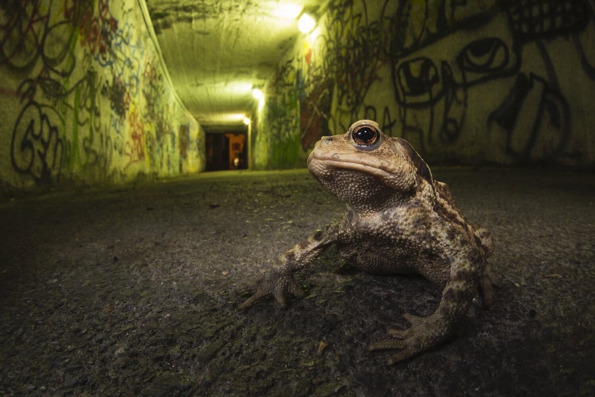 Close Up of a Frog in a Graffiti Laden Tunnel