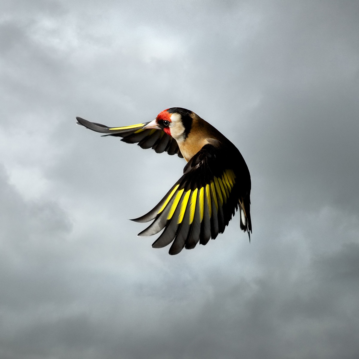 Gold Finch mark Harvey