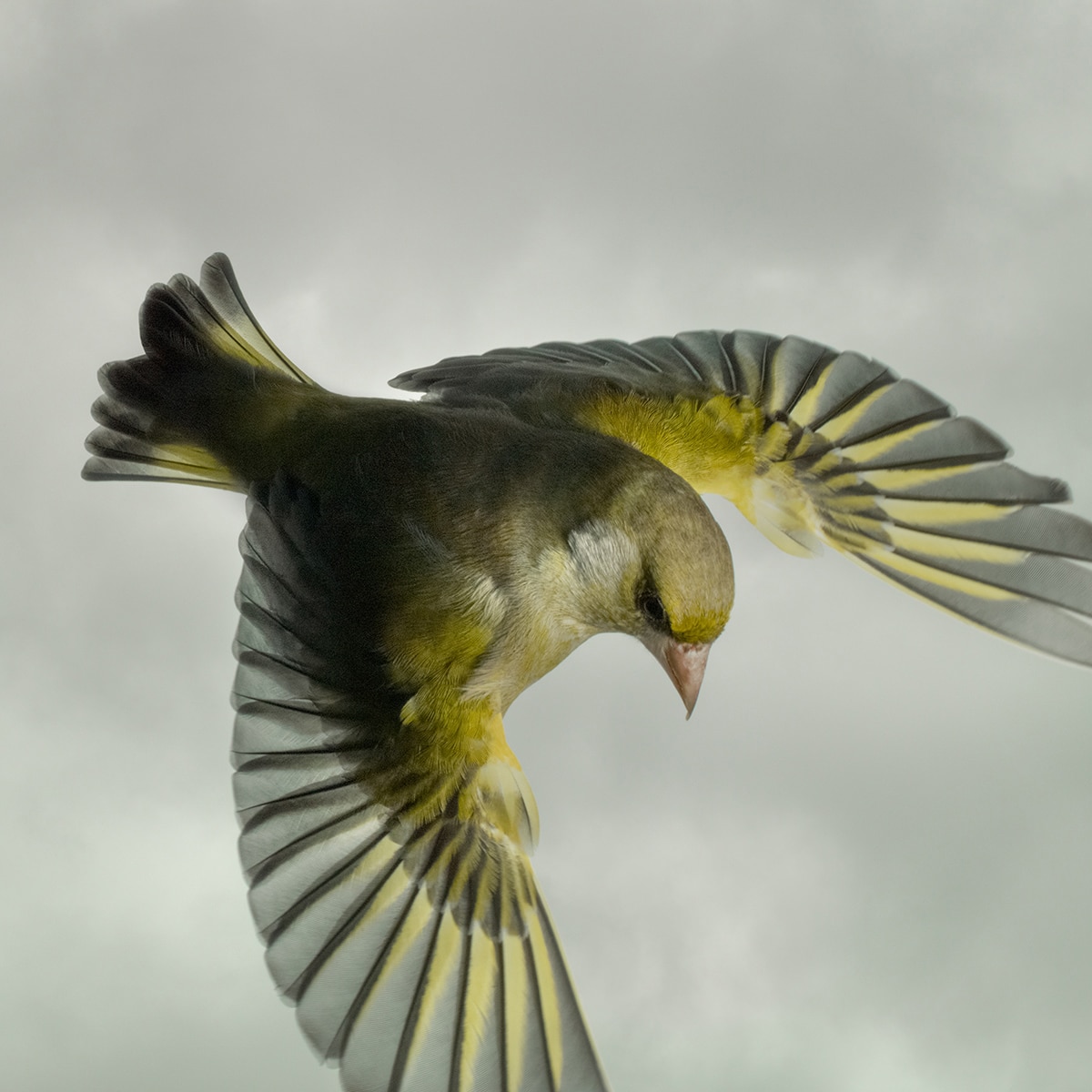 Fotos de aves volando por Mark Harvey