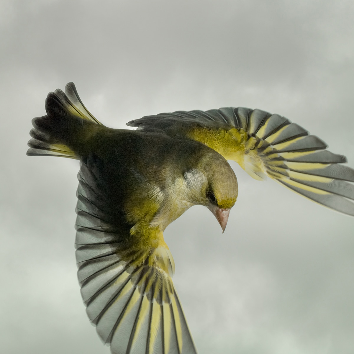 Mark Harvey Greenfinch