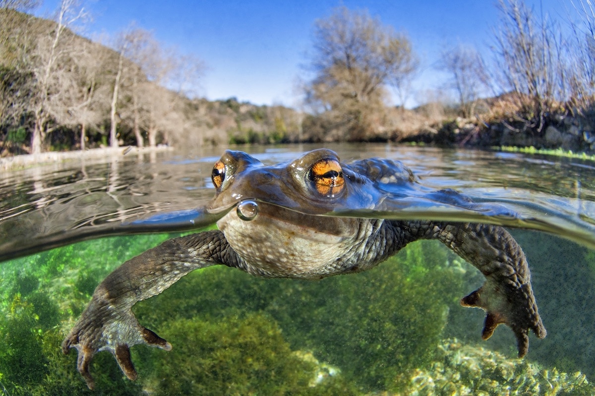 Common Toad Swimming