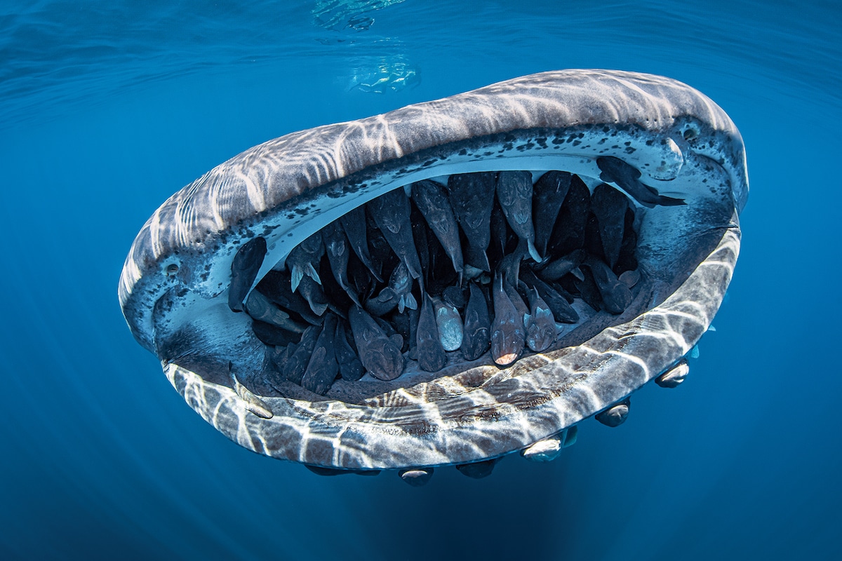 Requin baleine avec des poissons dans sa bouche