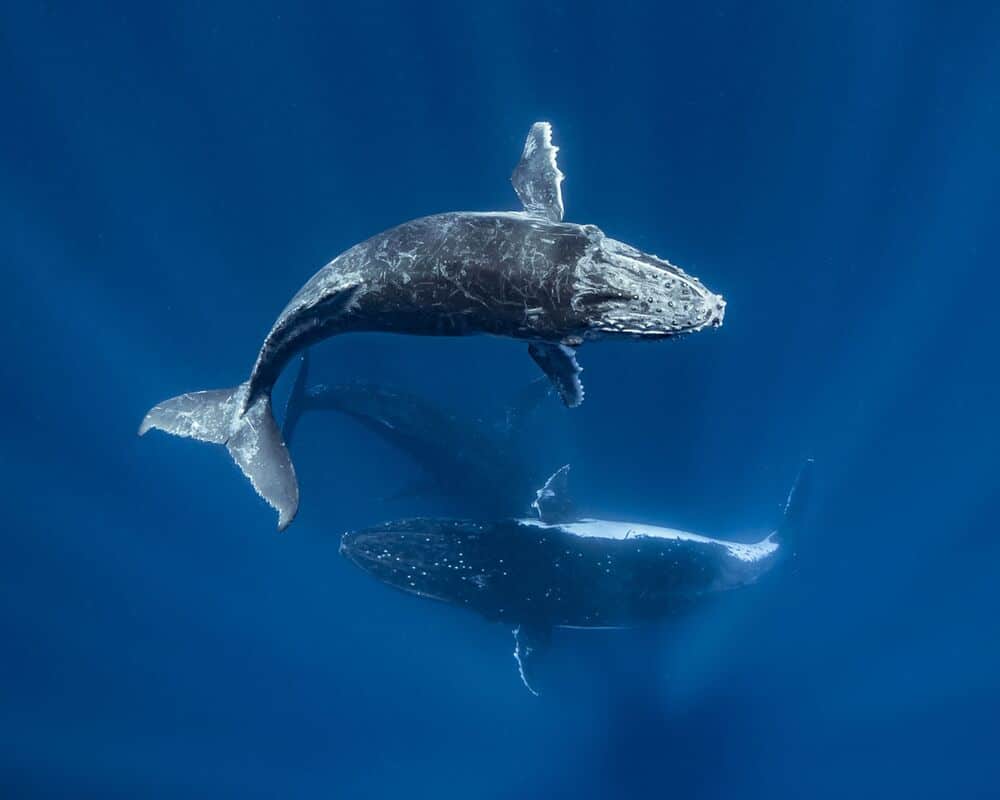 Baleine à bosse et son petit