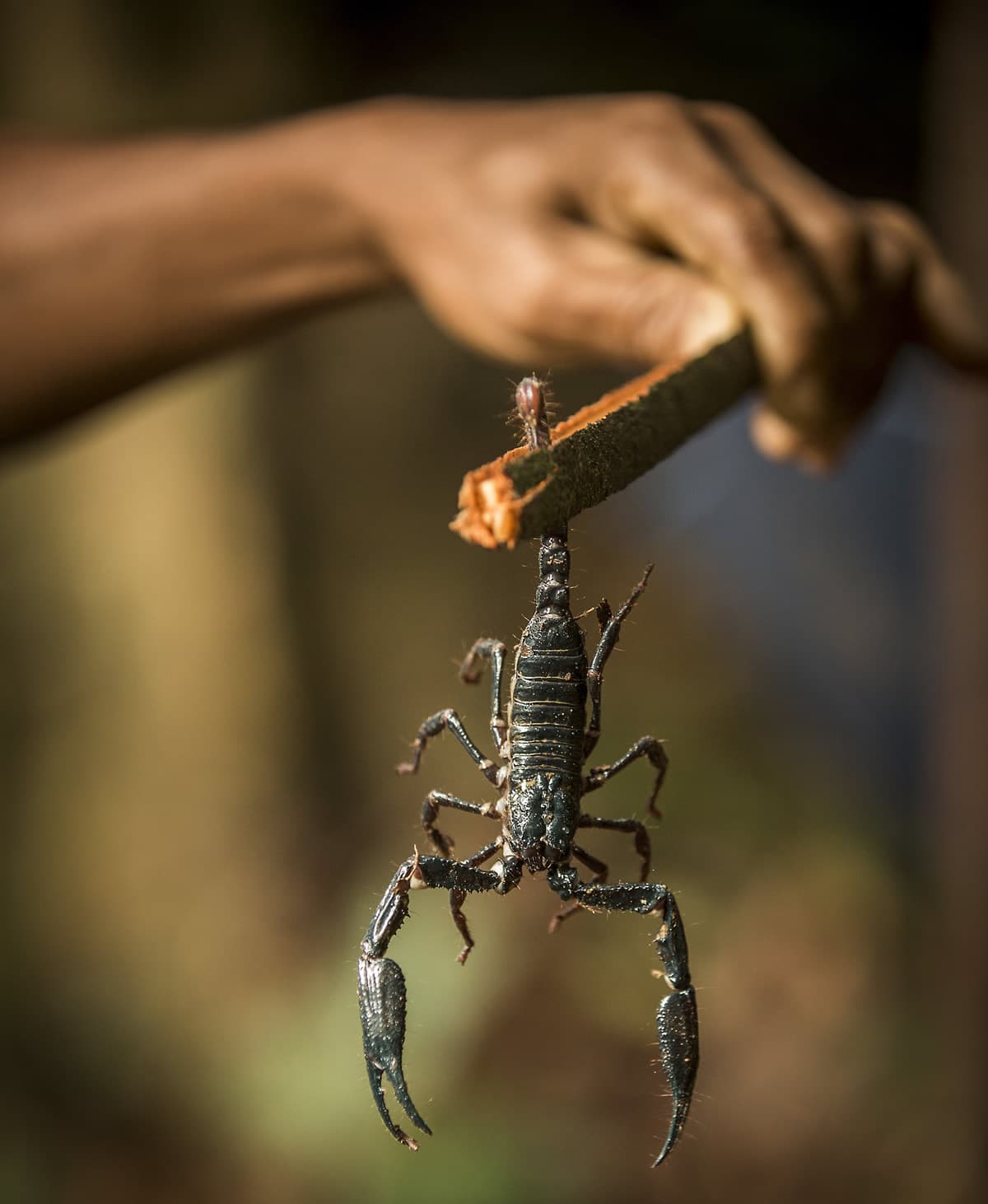 Scorpion by Uri and Helle Løvevild-Golman